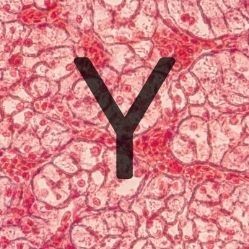 The first positive results for Yervoy® (ipilimumab) in 2019 were presented at the AACR Annual Meeting. 