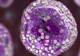 AACR COVID-19 and Cancer