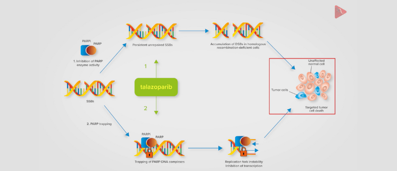 talapro-2 video
