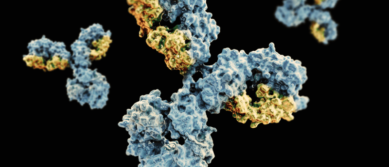 bispecific antibody